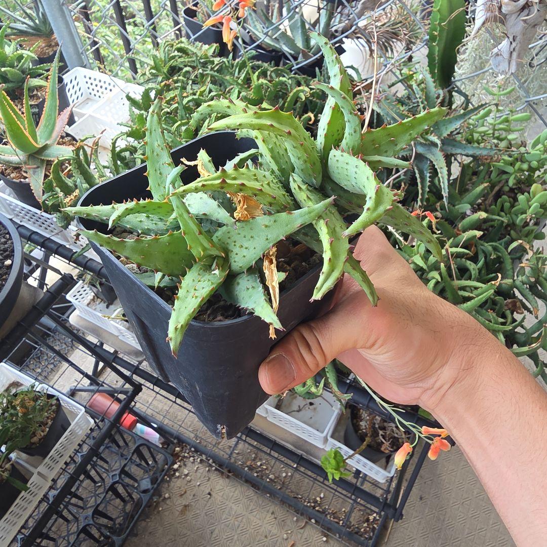 アロエ　カスティロニアエ　強棘