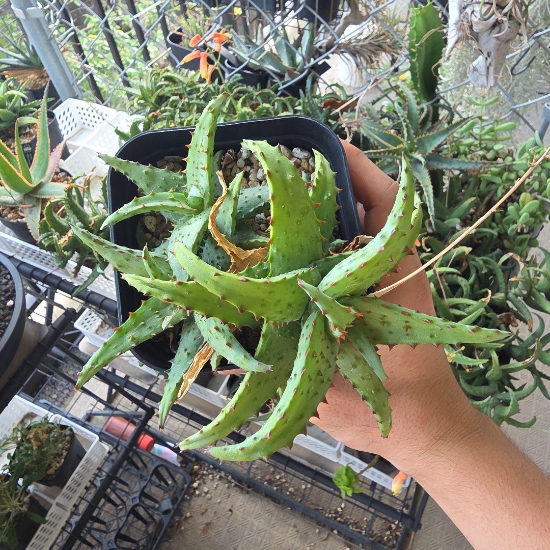 アロエ　カスティロニアエ　強棘