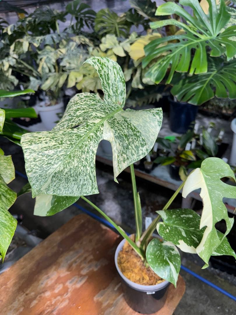 S*u様 T19モンステラ　タイコンステレーション　スターライト