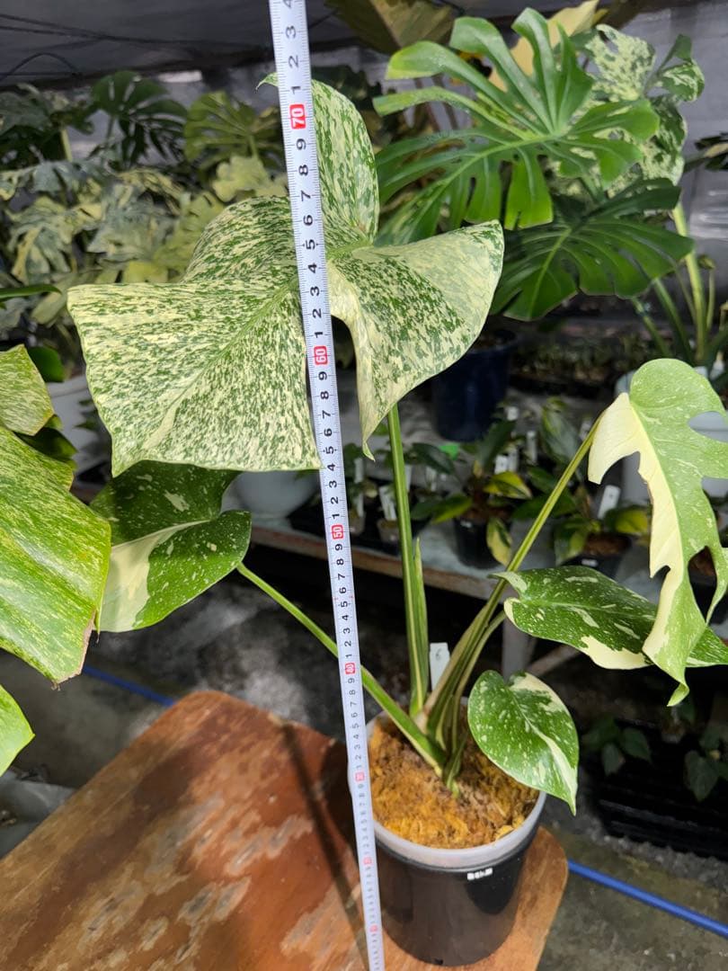 S*u様 T19モンステラ　タイコンステレーション　スターライト