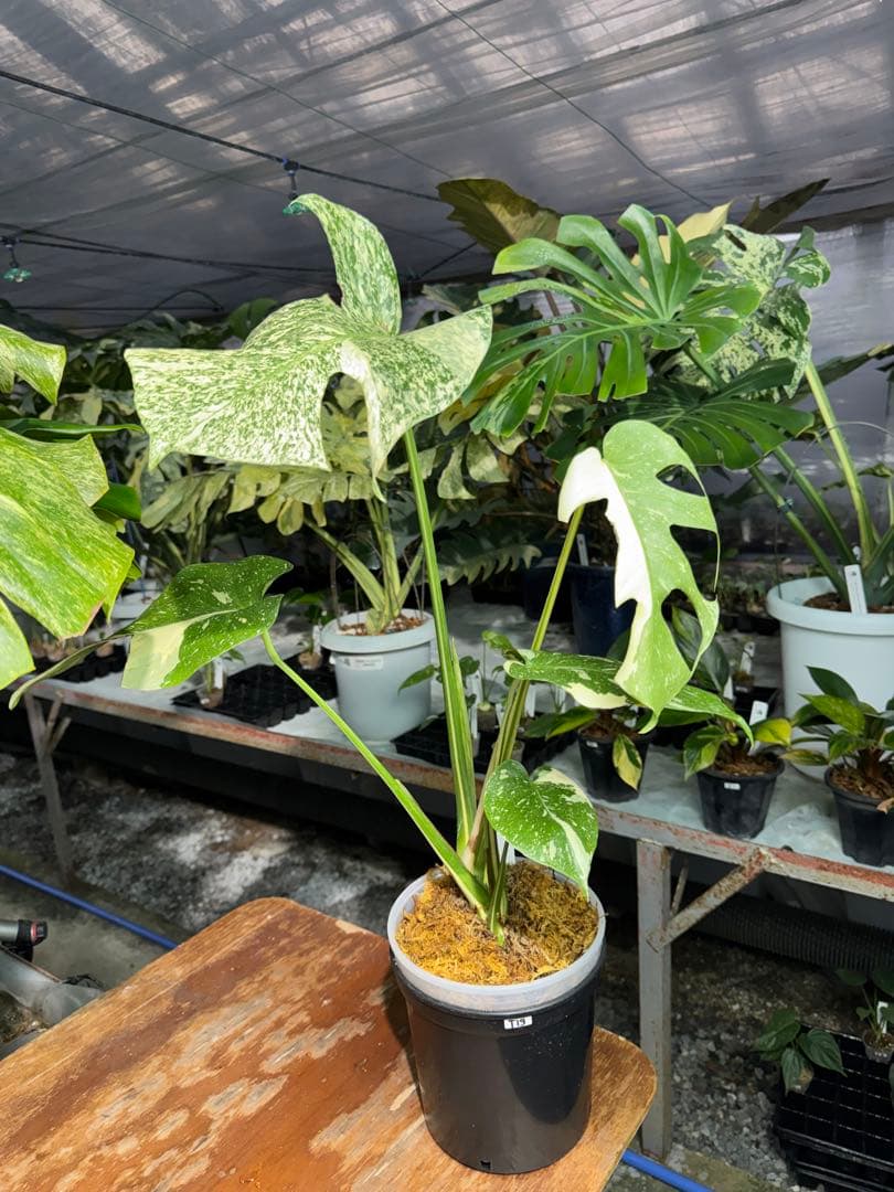 S*u様 T19モンステラ　タイコンステレーション　スターライト