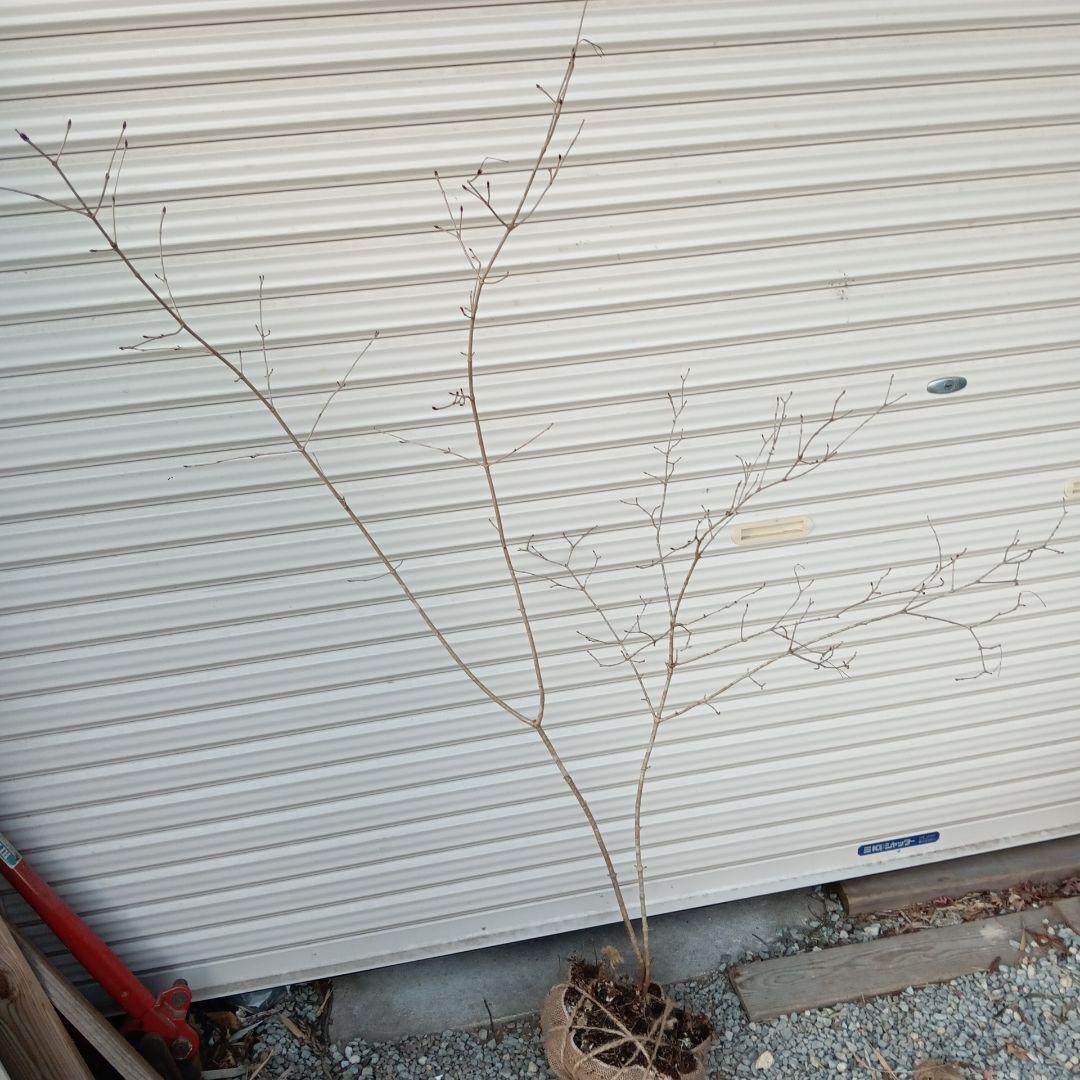 オトコヨウゾメ　2本立ち　山採り　⑤