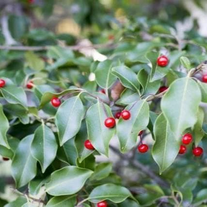 《現品》ソヨゴ　株立ち(雄雌株・オスメス株)　樹高1.5ｍ（根鉢含まず）593