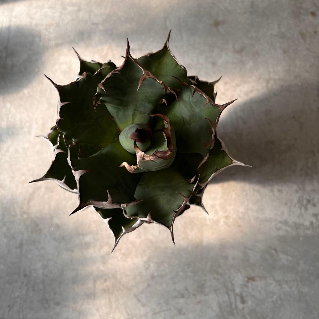 さ*く様 Agave titanota 姫厳龍　アガベ　チタノタ　発根済み　ドワ