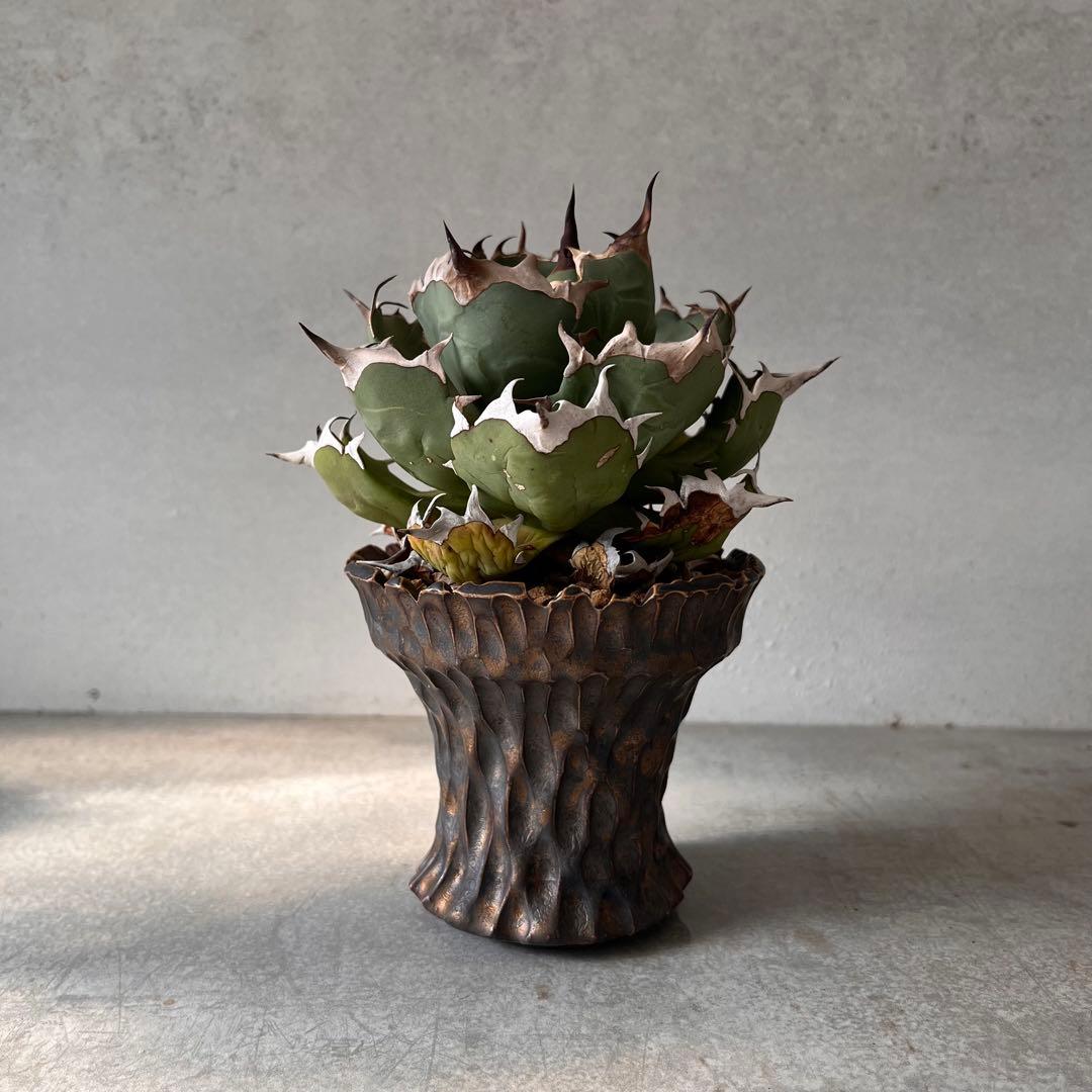 さ*く様 Agave titanota 姫厳龍　アガベ　チタノタ　発根済み　ドワ