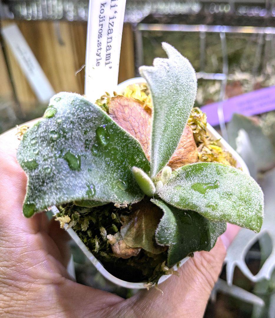 ビカクシダ☆イザナミ☆Izanami☆伊弉冉☆OC