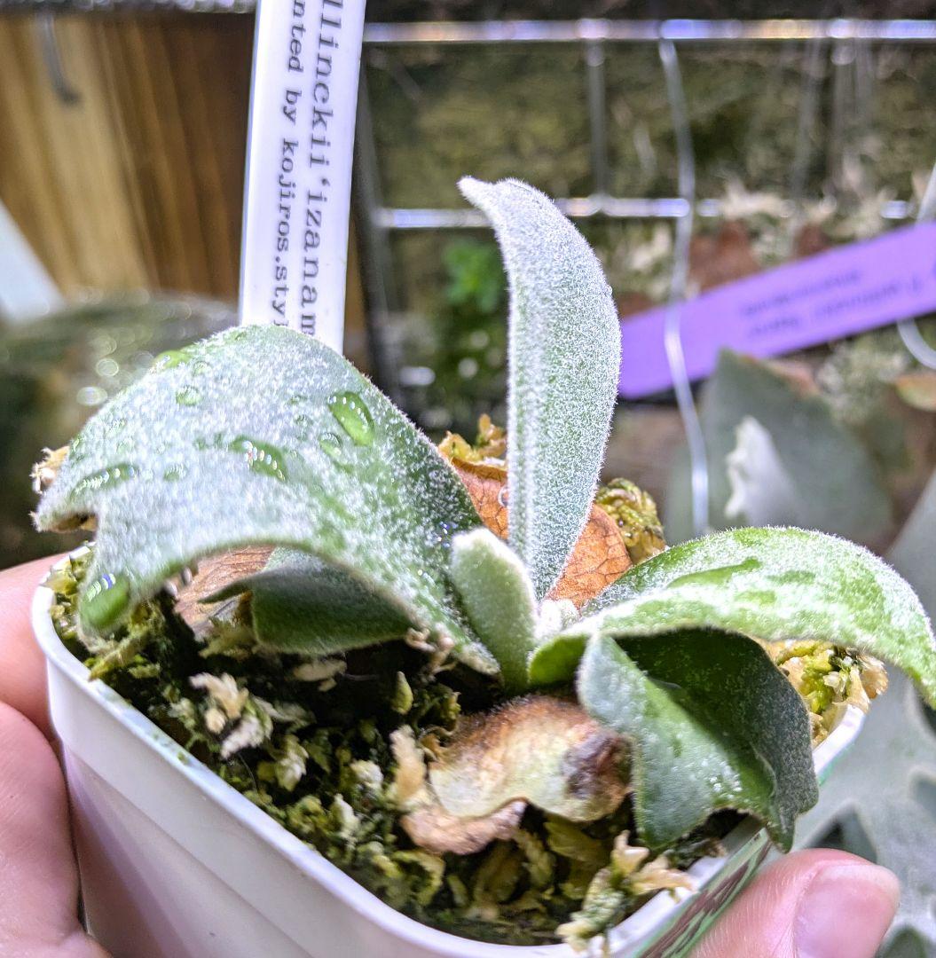 ビカクシダ☆イザナミ☆Izanami☆伊弉冉☆OC