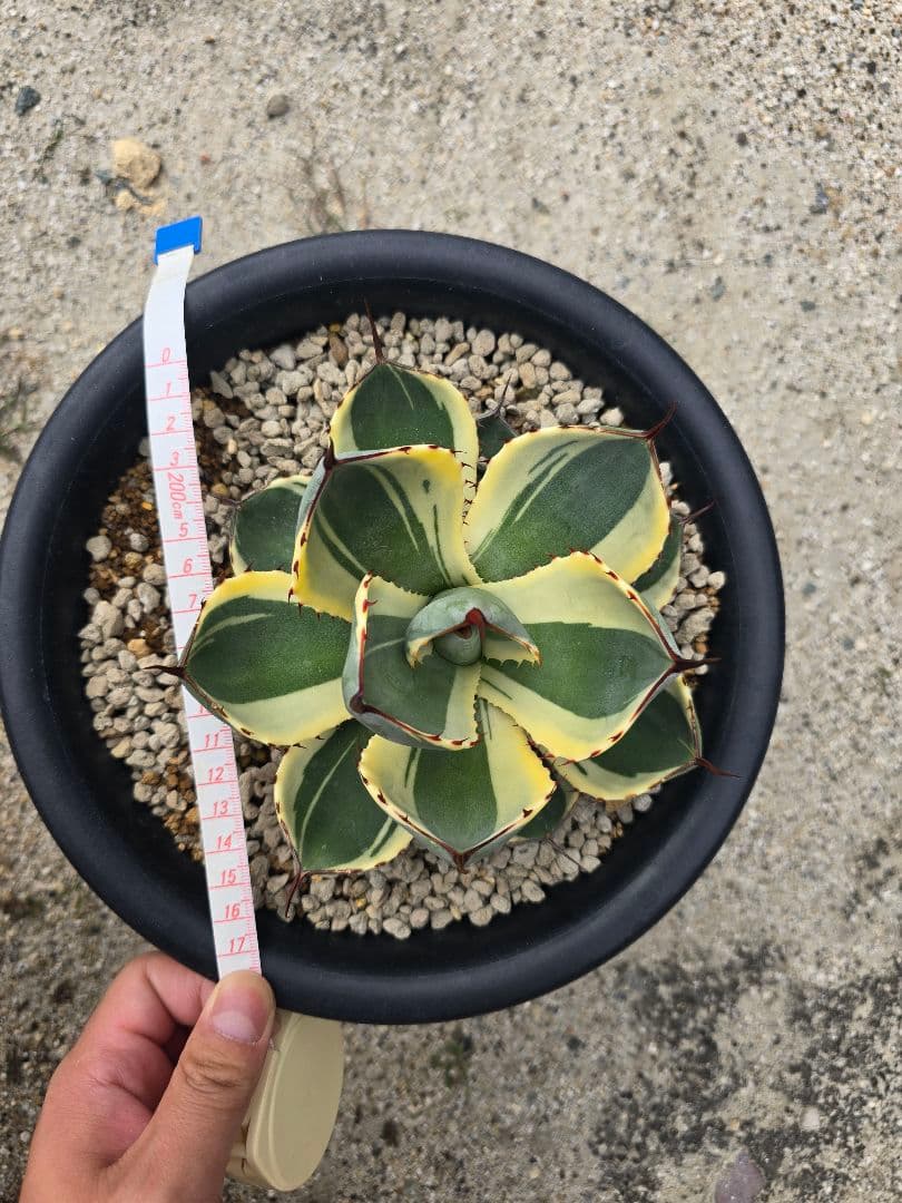 アガベ　オリザバ