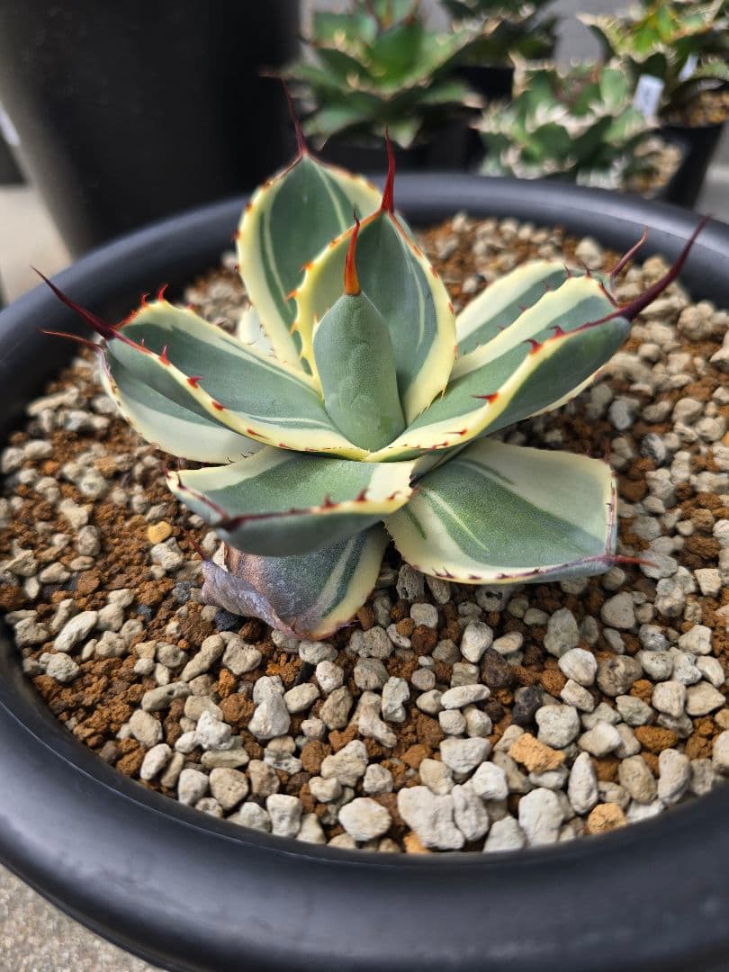 アガベ　オリザバ