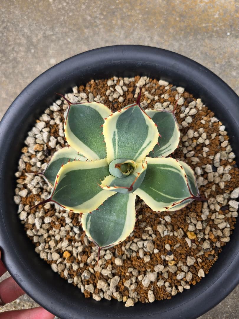 アガベ　オリザバ