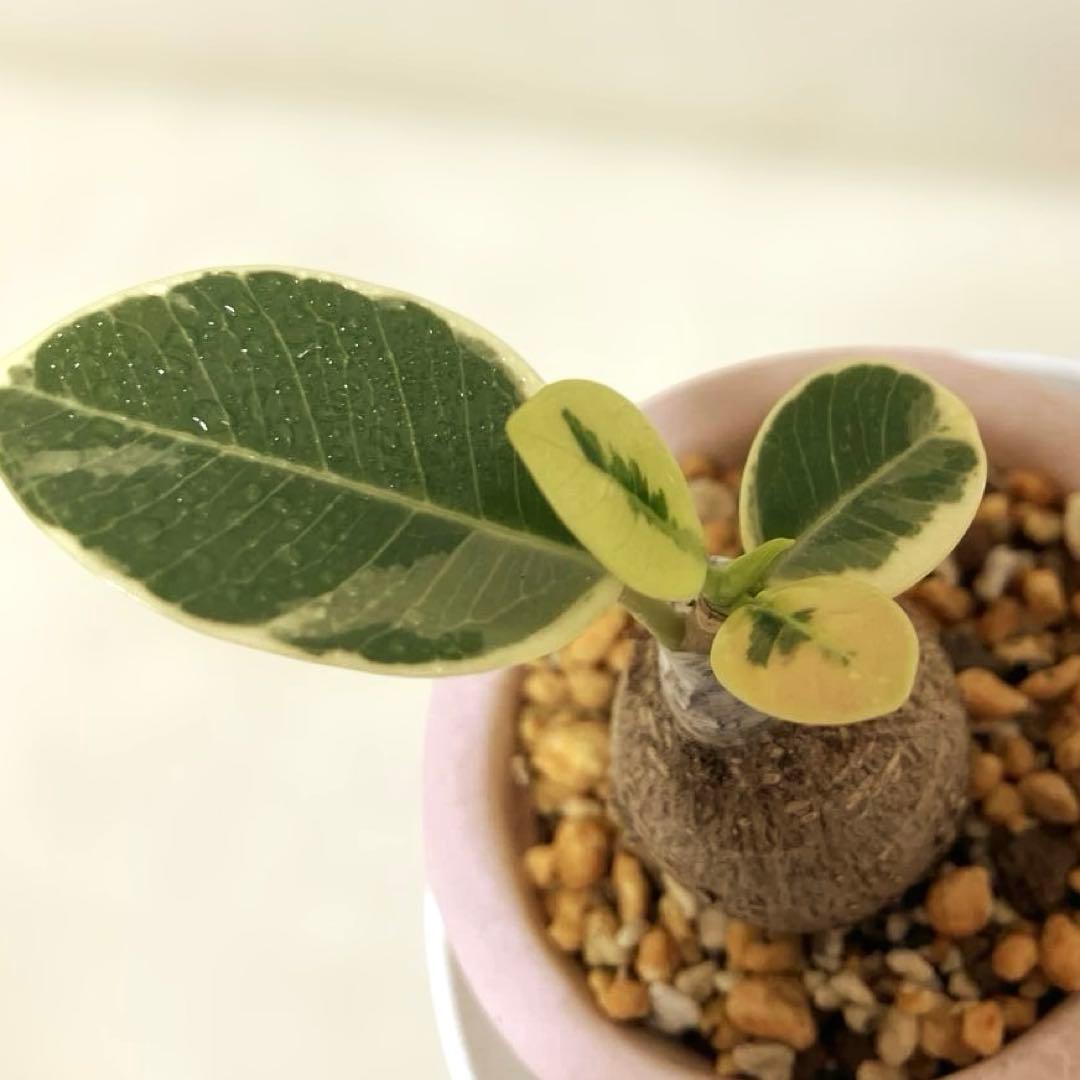 【丸幹】パンダガジュマル　斑入り　接木