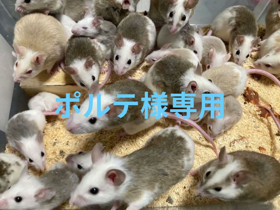 【冷凍】ヤワゲネズミ　Mサイズ20〜40ｇ　５0匹セット【エサ用】