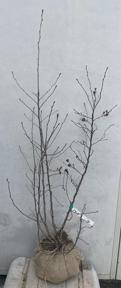 《現品》利休梅（リキュウバイ）樹高1.0ｍ（根鉢含まず）72【庭木/苗木/植木】