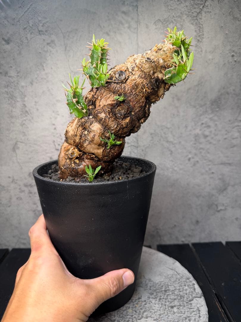 ユーフォルビア　ムランジーナ　発根済