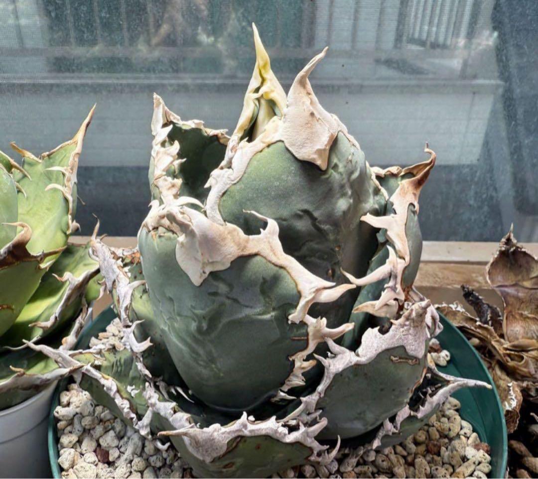 【選抜】オテロイ アイスクリーム ノーネーム 子株 アガベ チタノタ