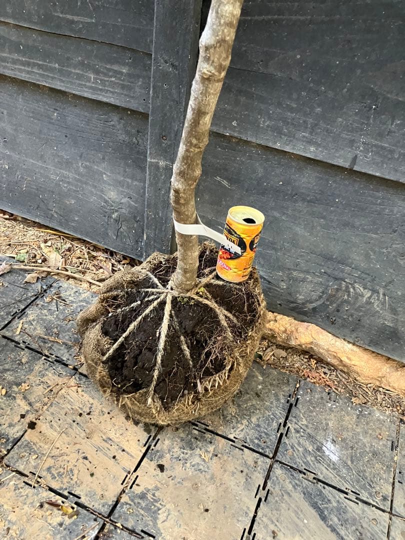 11 山採り　ヤマボウシ