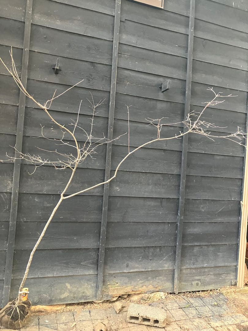 11 山採り　ヤマボウシ