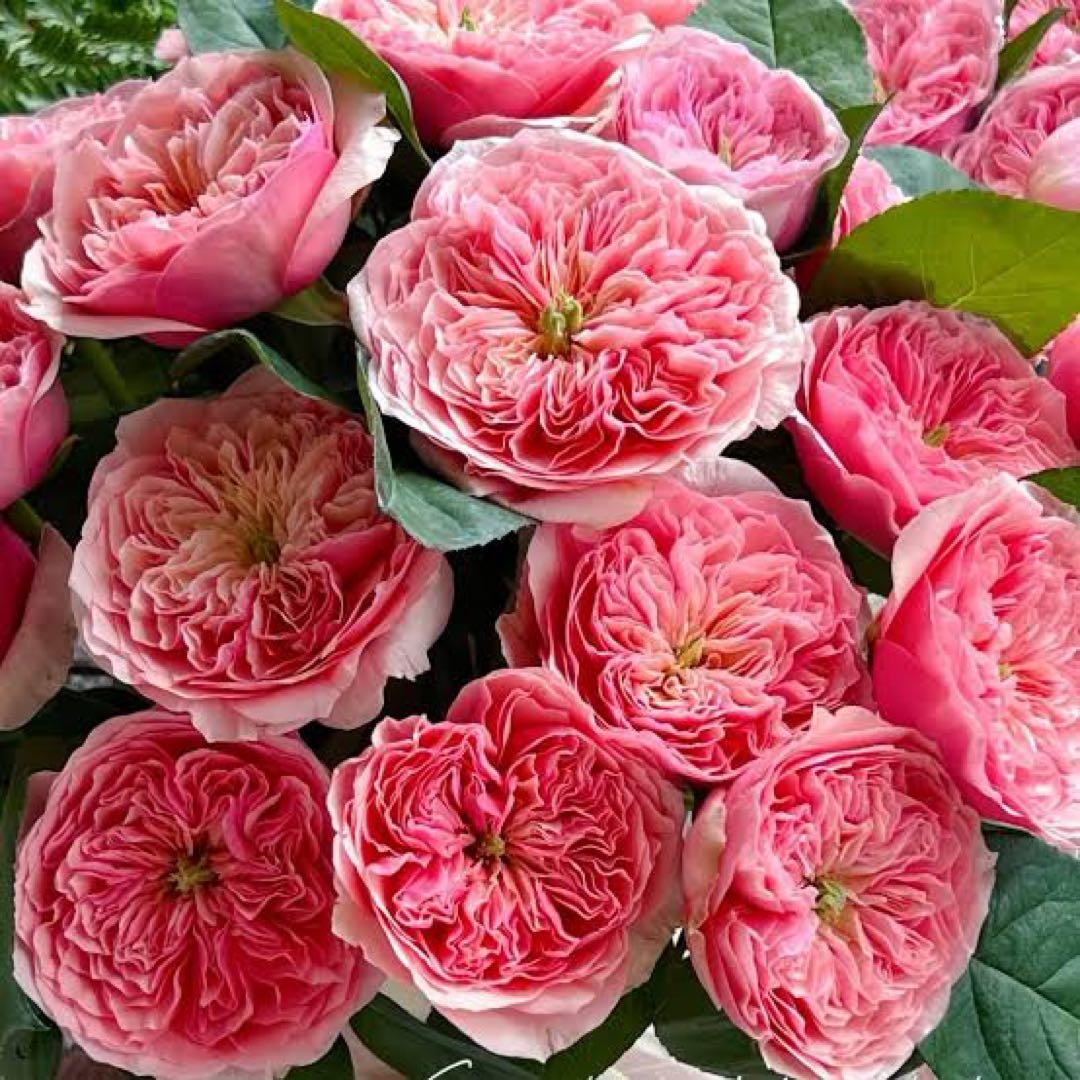 バラ苗切りバラ苗。　Rome♡バラ