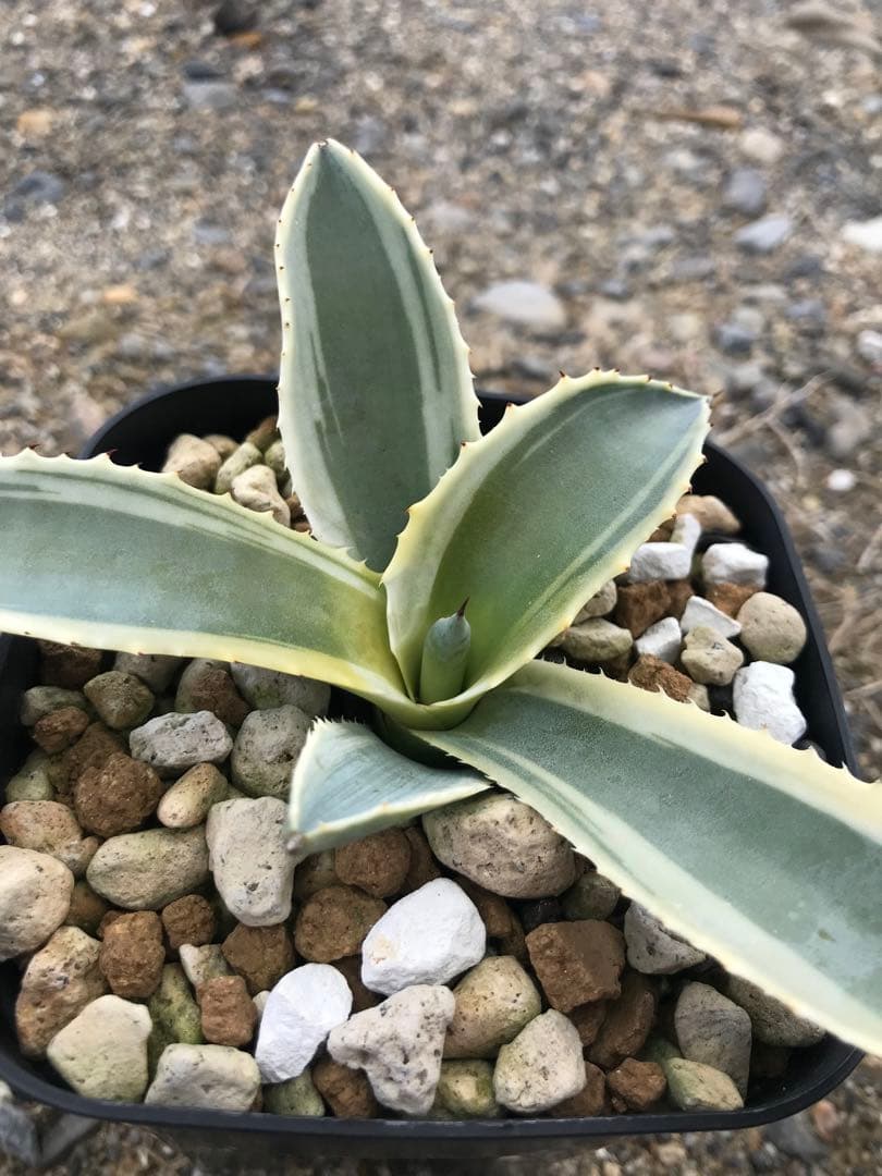 アガベ サルミアナ リップルエフェクト