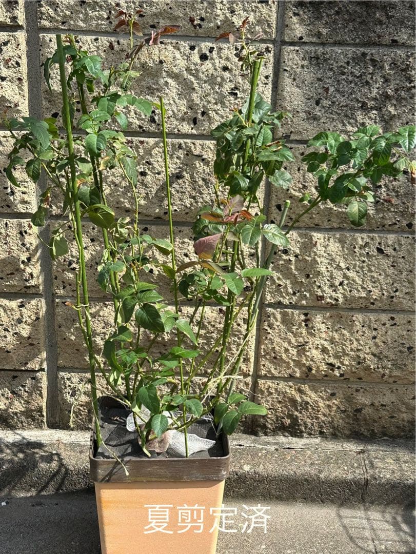 正規品、トロイメライ　ロサオリエンティス　タイプ0 10号