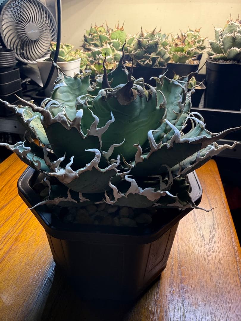 アガベ オアハカ オテロイ AGAVE 現地実生 ブルー