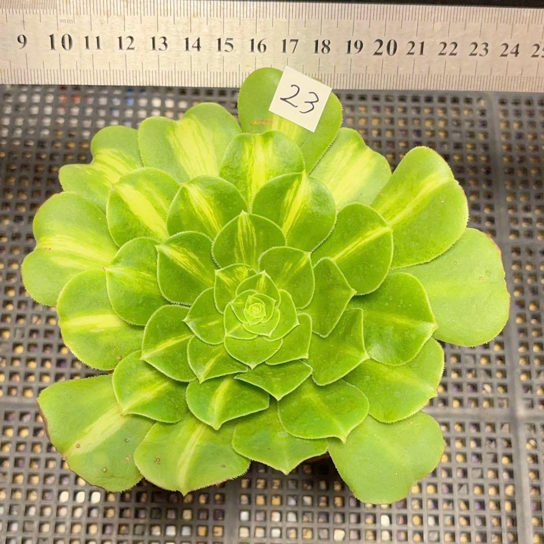 23#多肉植物アエオニウム錦❤️夜光杯❤️1大頭14cmカット苗