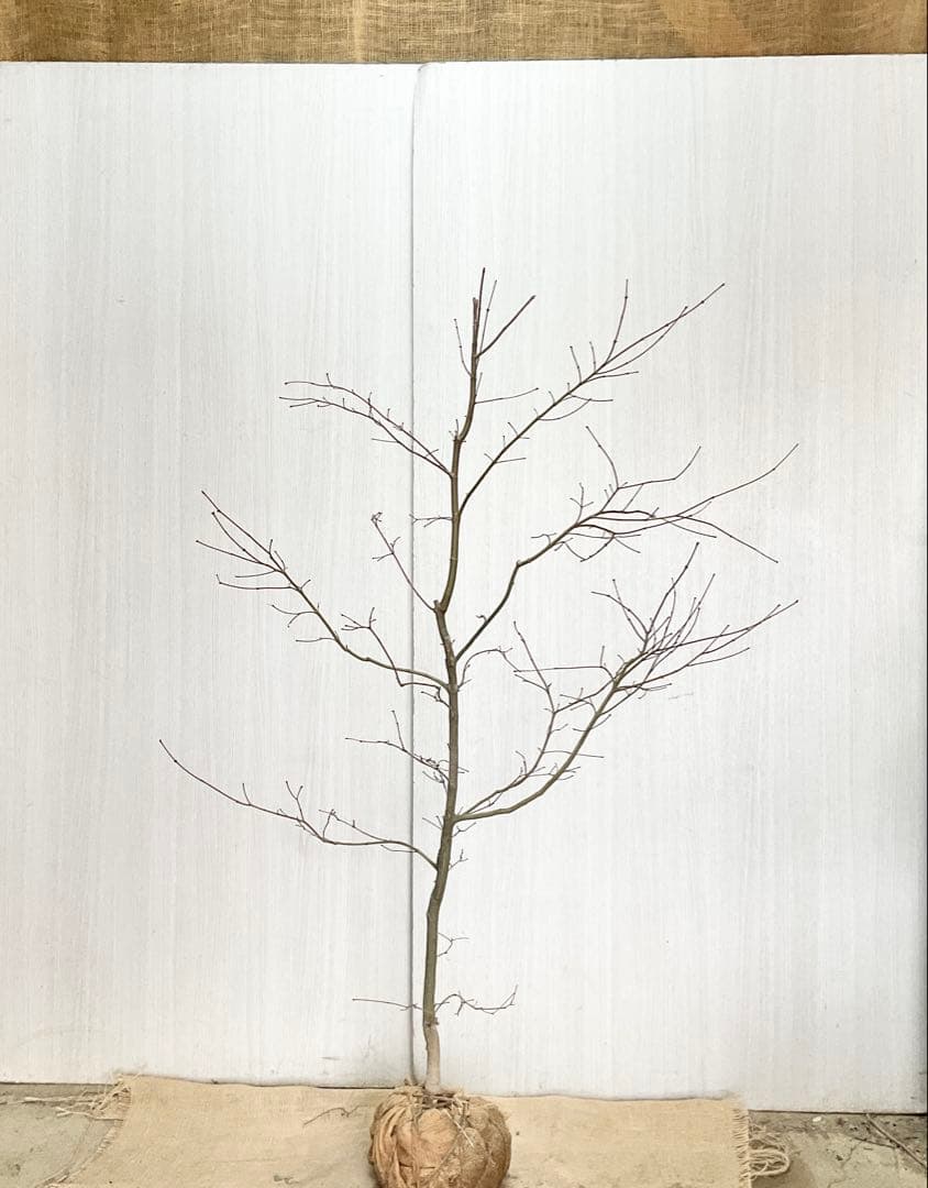 コハウチワカエデ/ 70