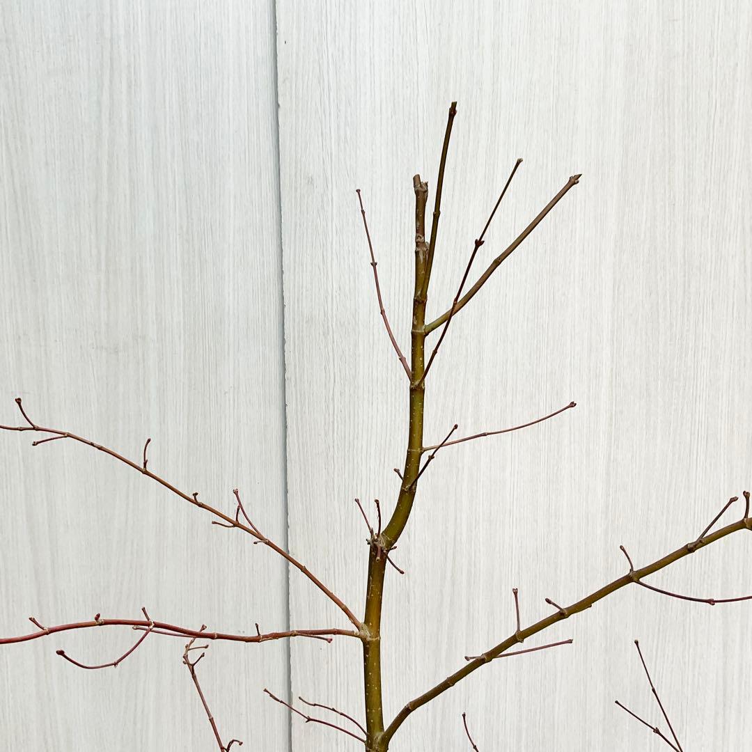 コハウチワカエデ/ 70