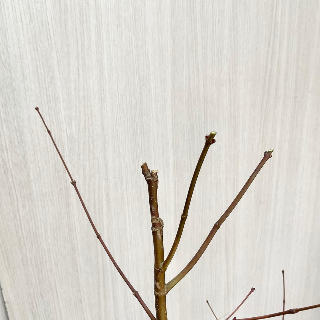 コハウチワカエデ/ 70