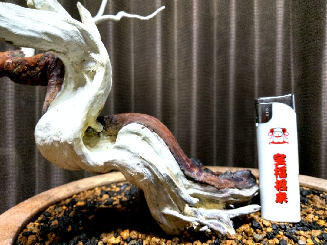 【半懸崖 糸魚川真柏盆栽】　　　　　⭕舎利、神～お見事❗