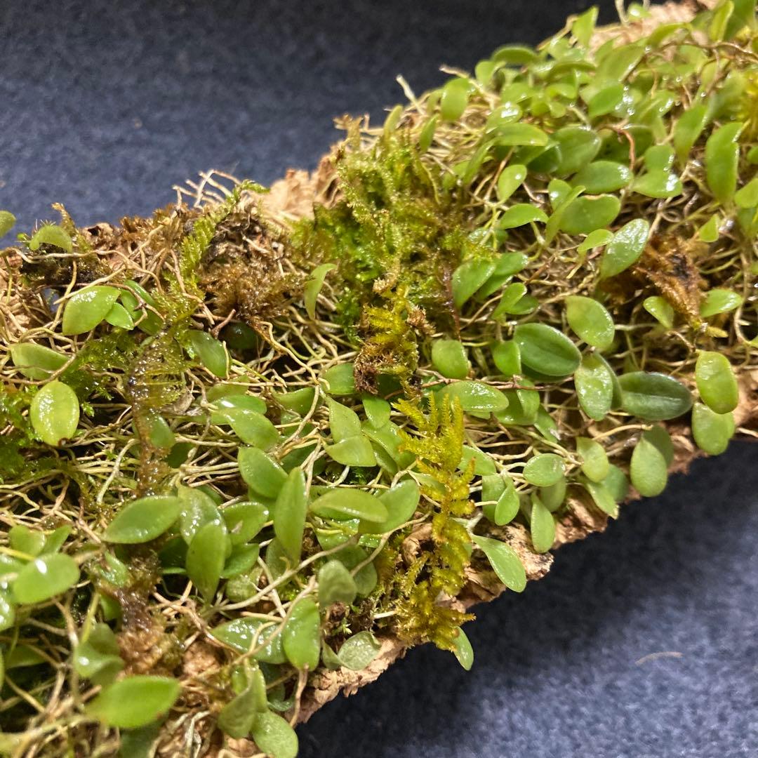 ★Softbanker様　ご確認用　マメヅタラン　コルク着け