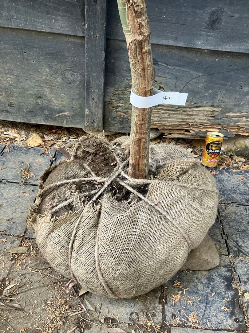 41 山採り　イロハモミジ