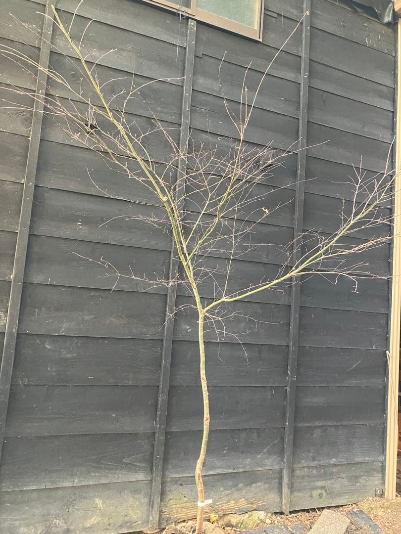 41 山採り　イロハモミジ