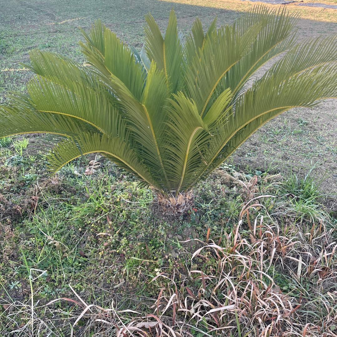 中型 ソテツ 観葉植物
