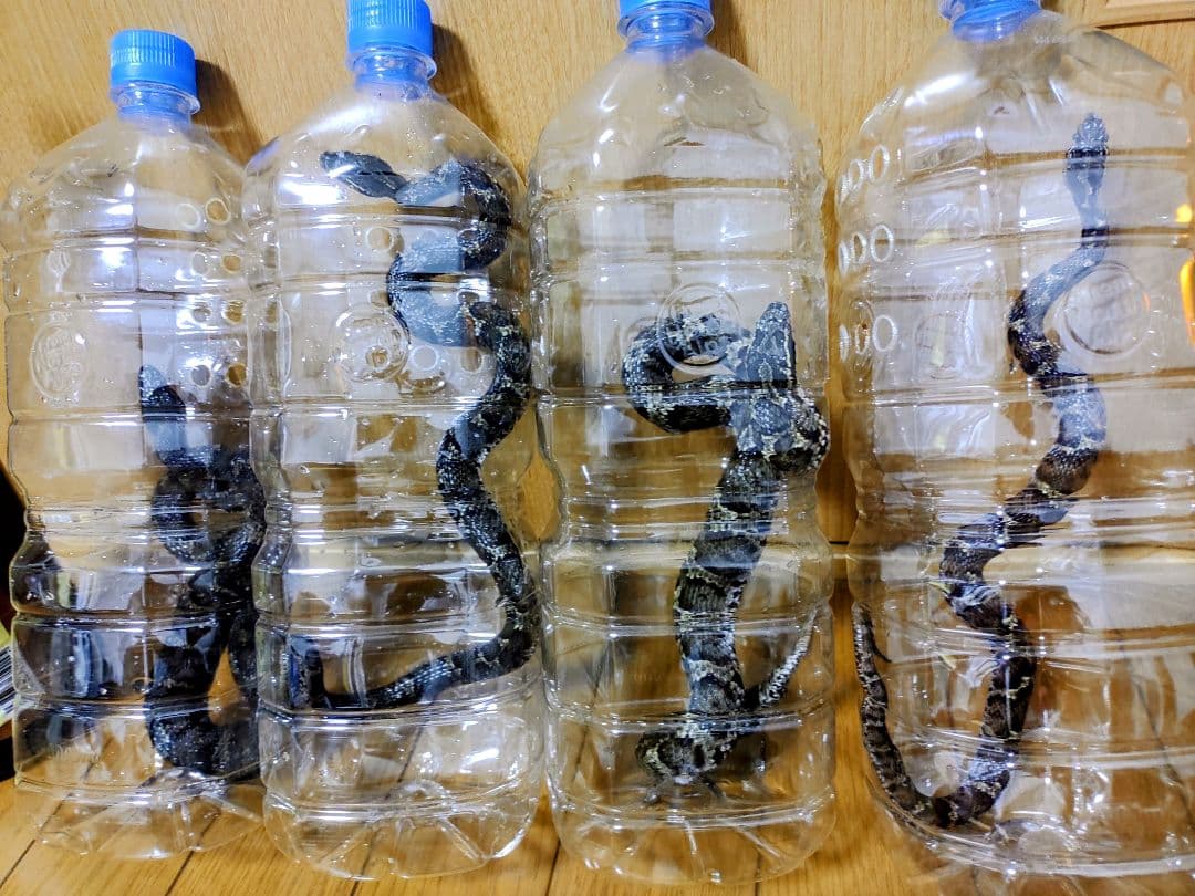 NPT！4匹セット！まむし酒　マムシ酒