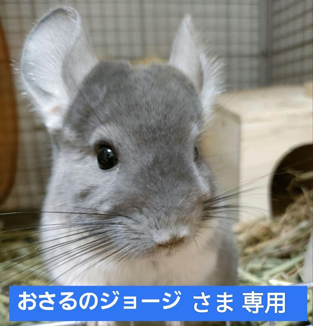 【専用】チンチラセレクションプロ6袋デグーセレクションプロ6袋プレミアムチモシー