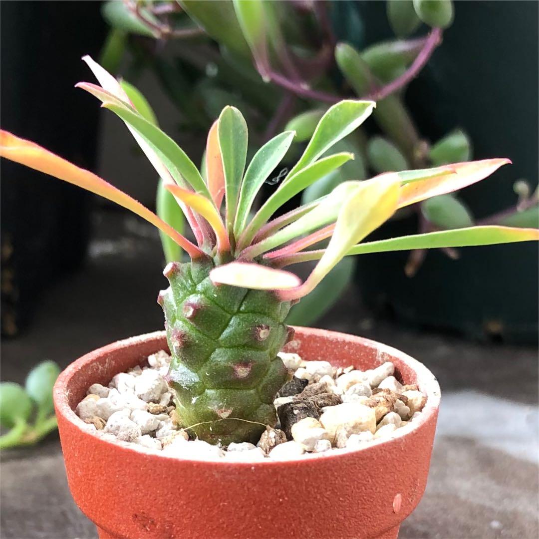 多肉植物^o^  パイナップルコーン