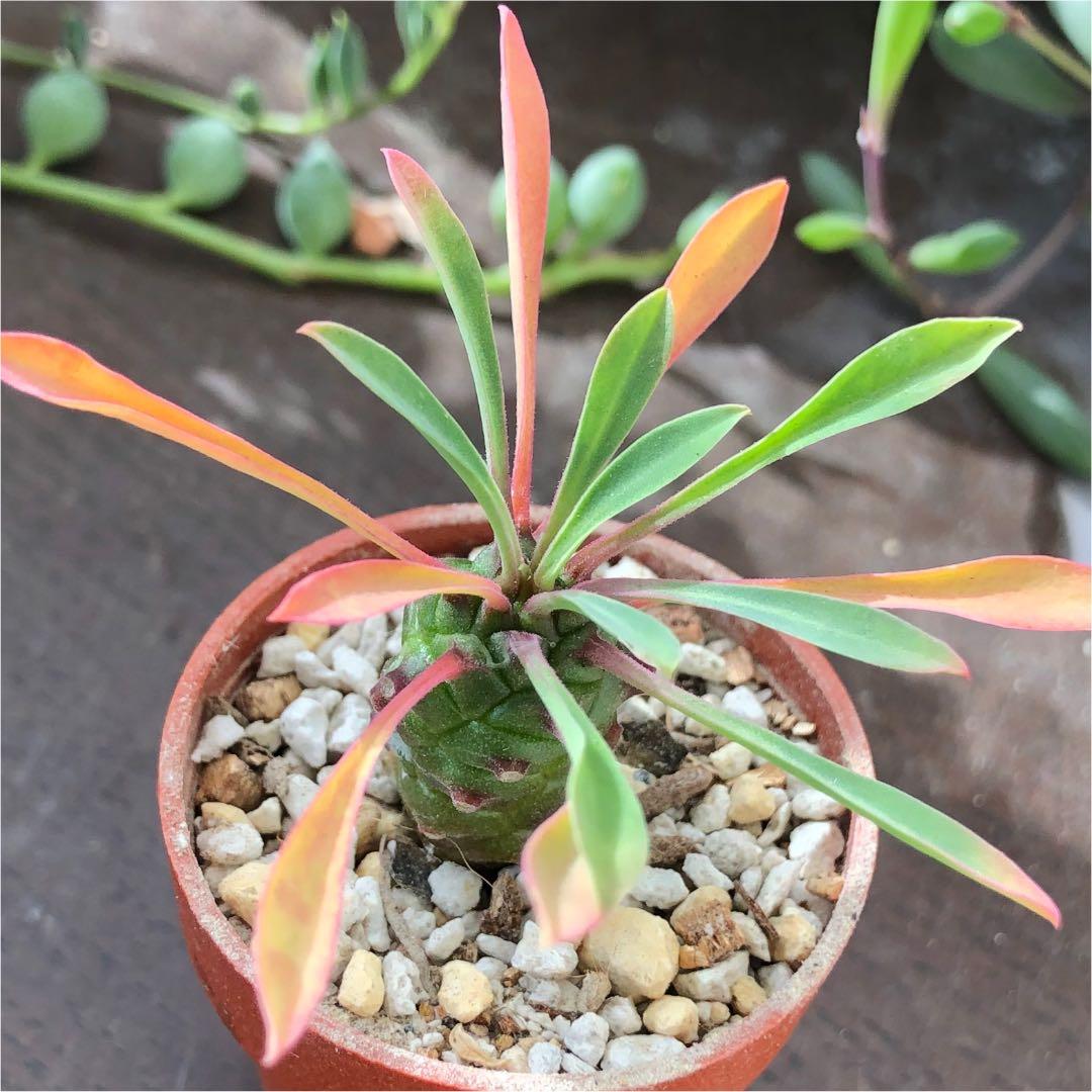 多肉植物^o^  パイナップルコーン