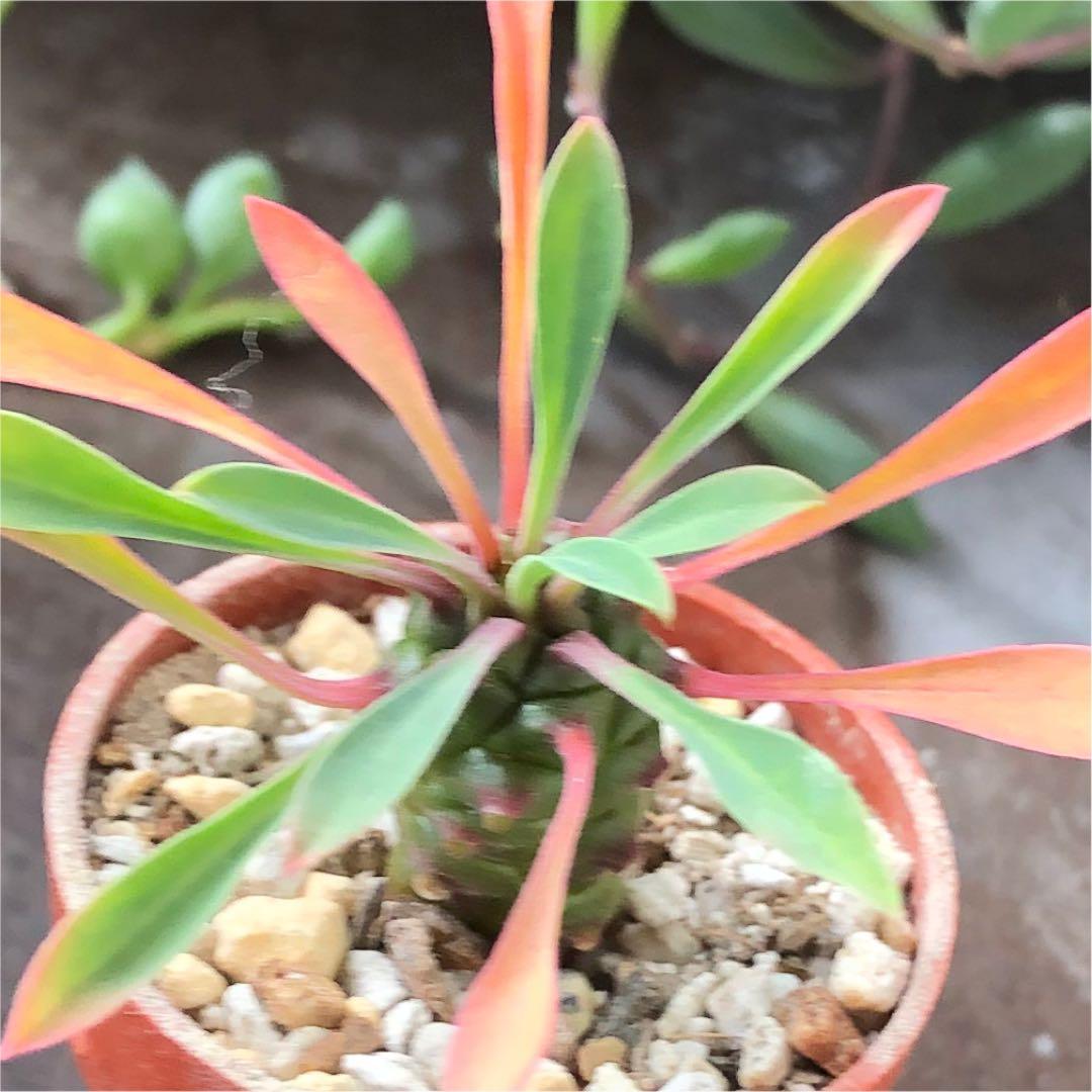 多肉植物^o^  パイナップルコーン