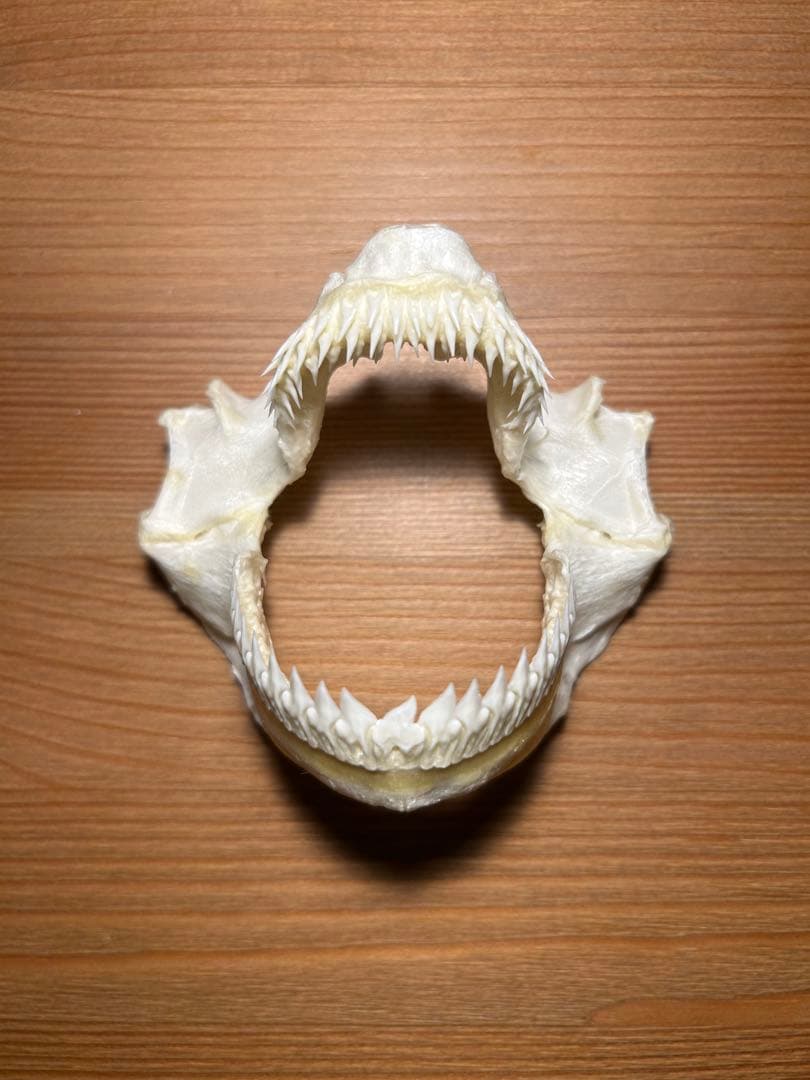 サメ(ヨロイザメ)の顎　標本