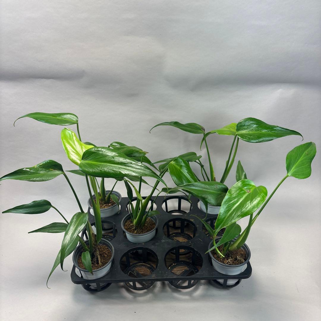 S*T様 訳あり5株セットms80モンステラ バールマルクスフレーム