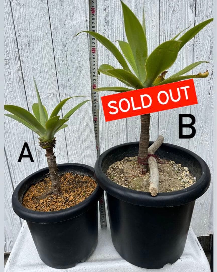 アガベアテナータ　2株セット