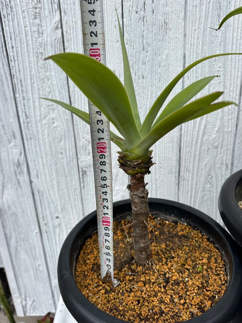 アガベアテナータ　2株セット