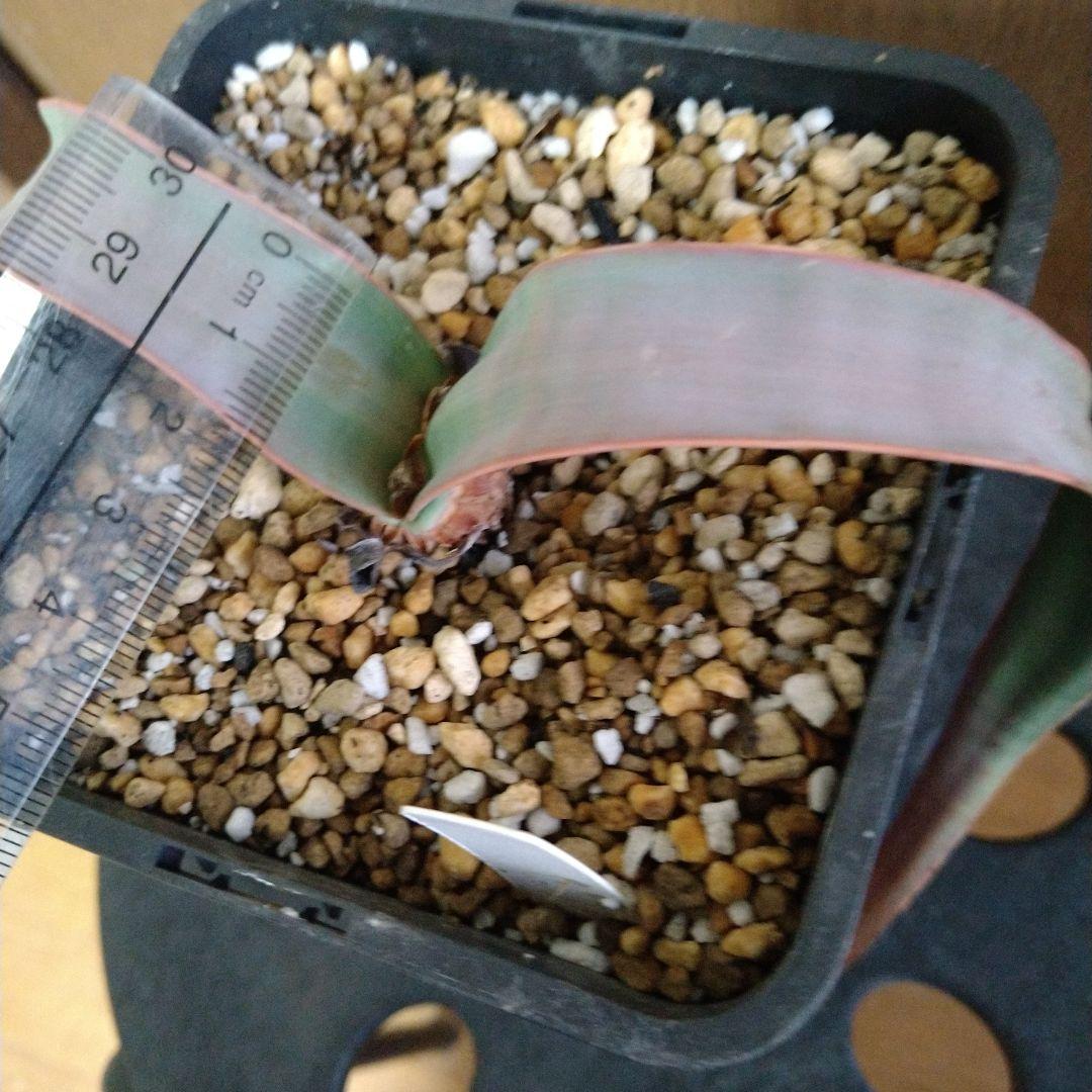 奇想天外 Welwitschia Mirabilis