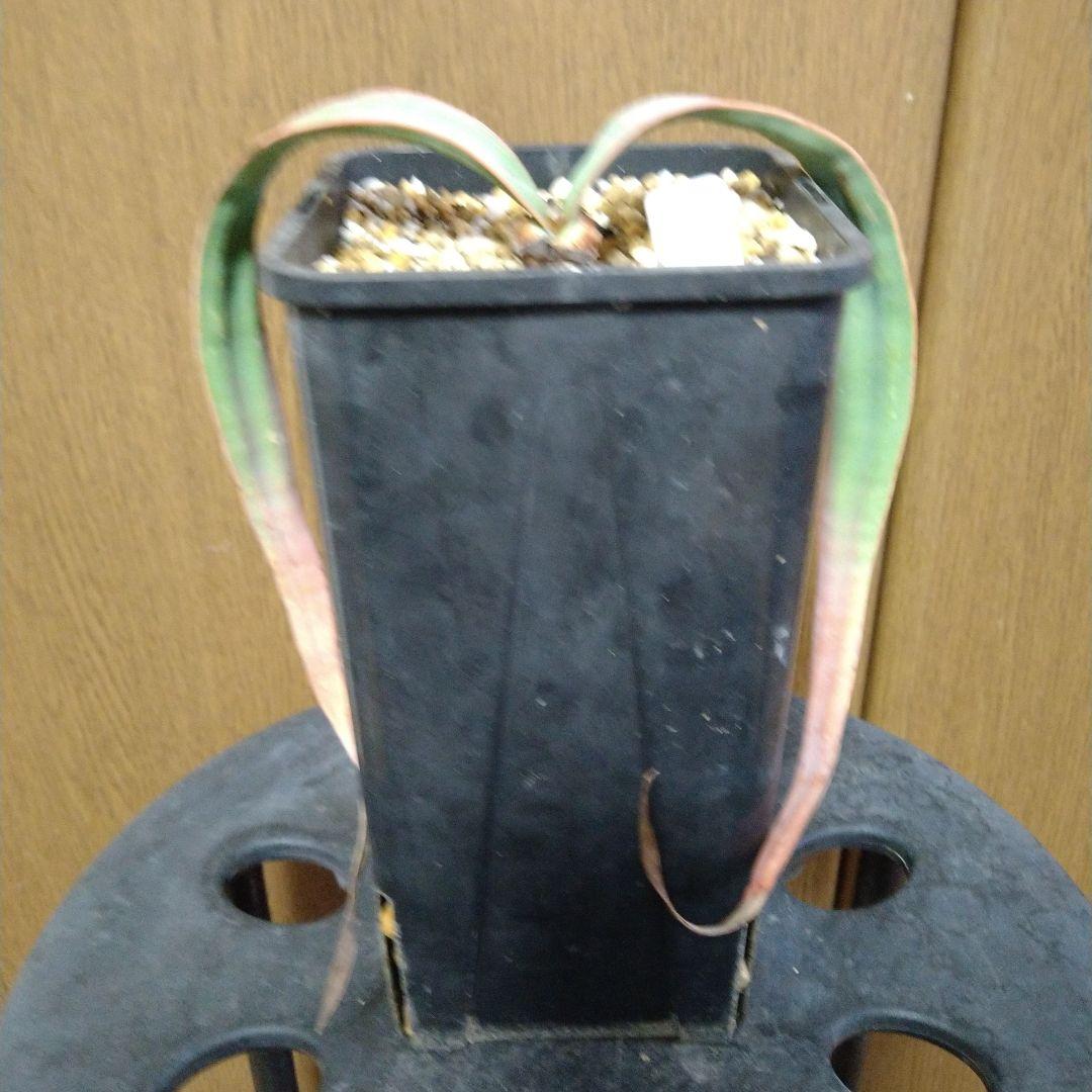 奇想天外 Welwitschia Mirabilis