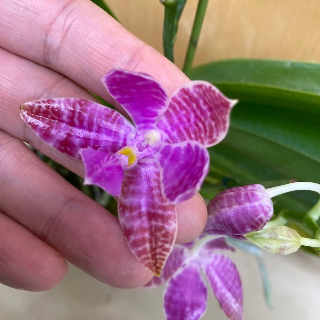 開花　蕾あり　胡蝶蘭原種　ファレノプシス　ルデマニアナ　洋蘭
