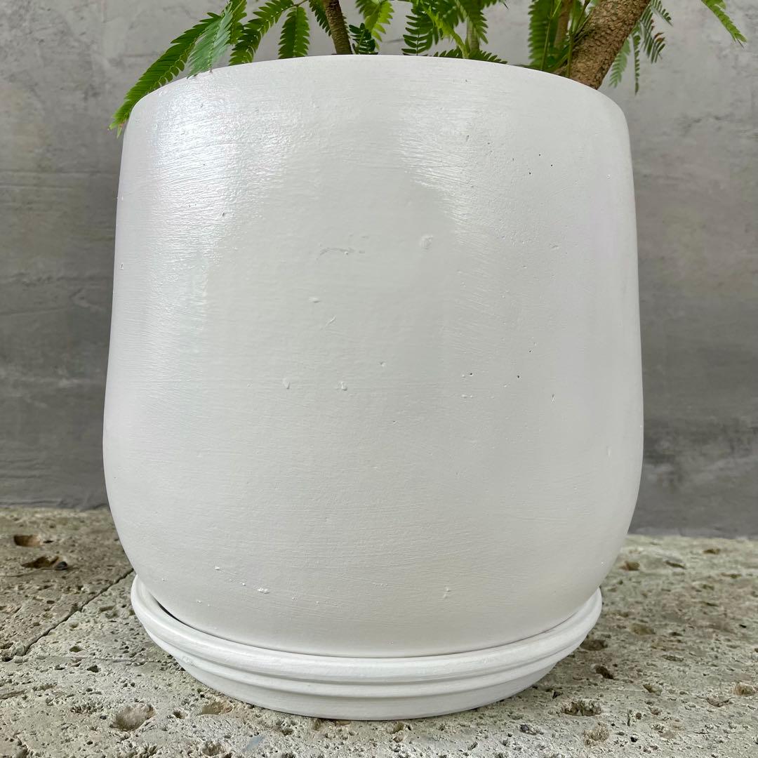 美形　大型　エバーフレッシュ　S字仕立て　10号　バルーン陶器鉢　植え込み発送