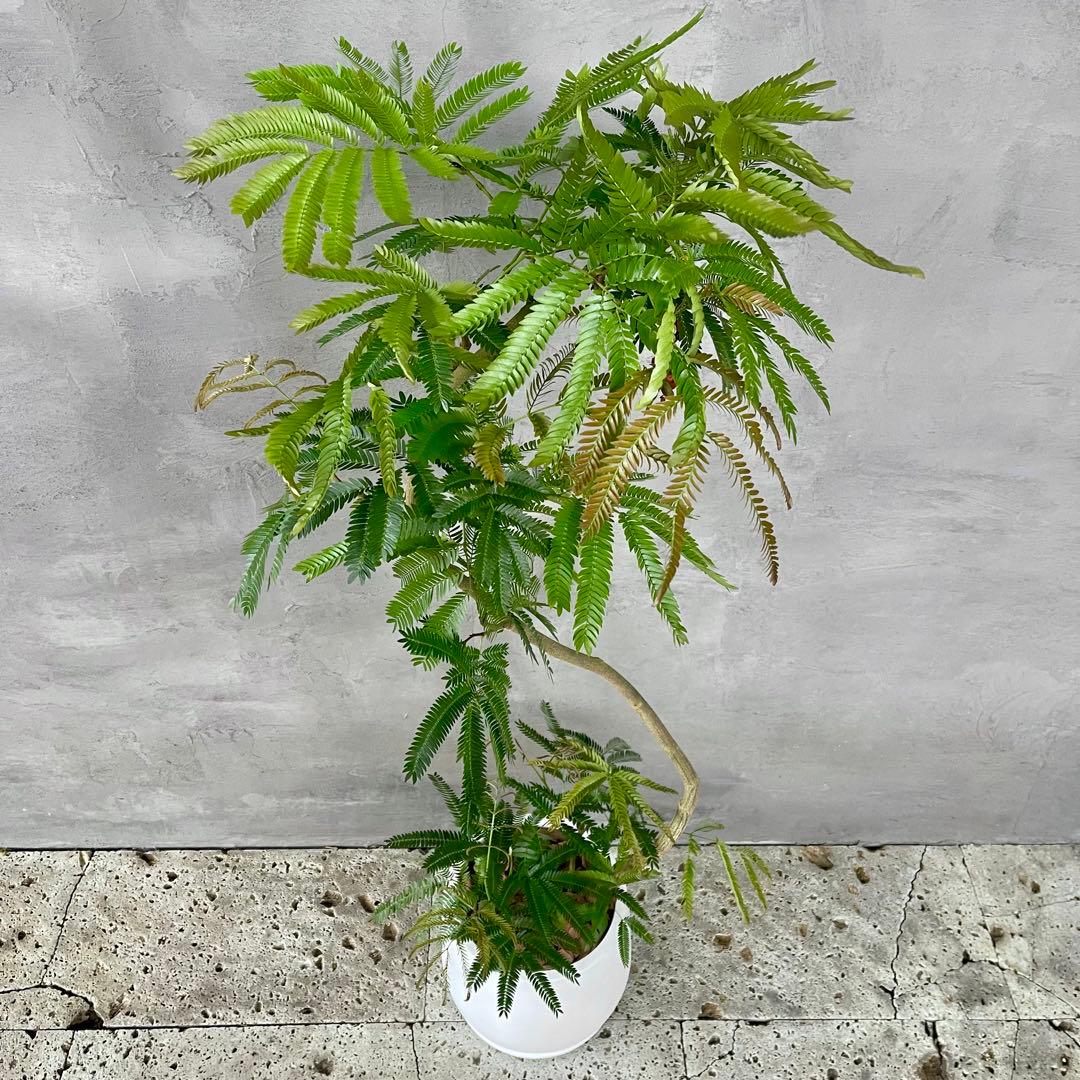 美形　大型　エバーフレッシュ　S字仕立て　10号　バルーン陶器鉢　植え込み発送