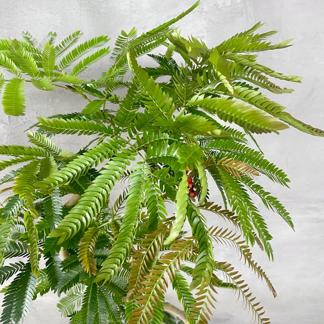 美形　大型　エバーフレッシュ　S字仕立て　10号　バルーン陶器鉢　植え込み発送