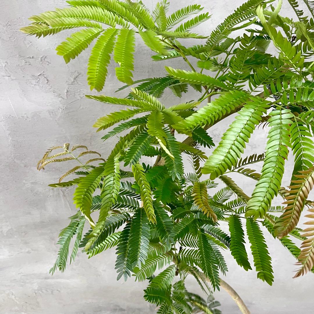 美形　大型　エバーフレッシュ　S字仕立て　10号　バルーン陶器鉢　植え込み発送